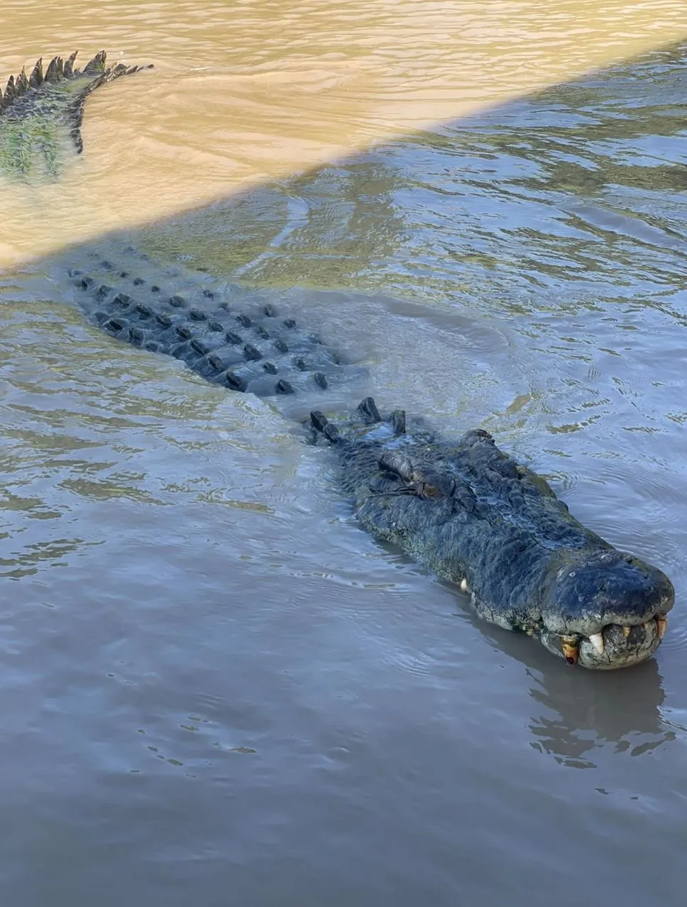 Jumping Crocodile Tour