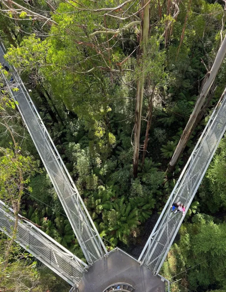 Otway Fly Treetop