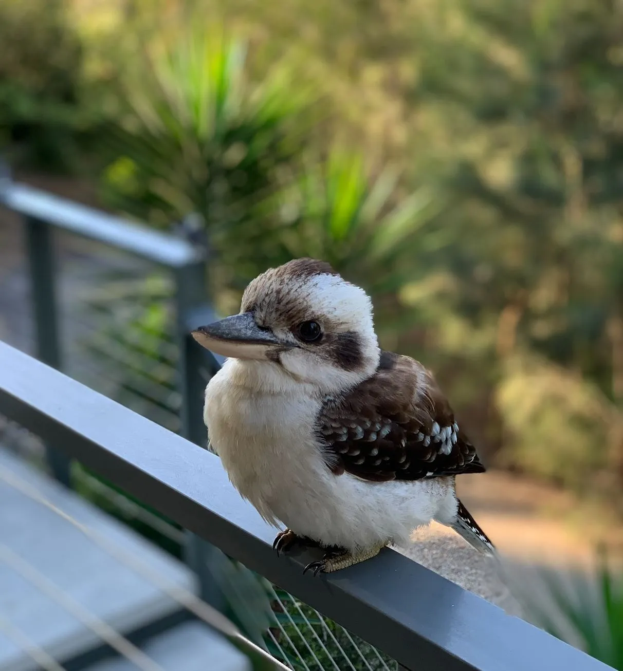 kookaburras, bird, Mount Solitary